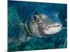 A Large Spotted Pufferfish-Stocktrek Images-Mounted Photographic Print