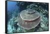 A Large Table Coral Grows on a Reef in Raja Ampat, Indonesia-Stocktrek Images-Framed Stretched Canvas