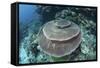 A Large Table Coral Grows on a Reef in Raja Ampat, Indonesia-Stocktrek Images-Framed Stretched Canvas