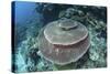 A Large Table Coral Grows on a Reef in Raja Ampat, Indonesia-Stocktrek Images-Stretched Canvas