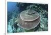 A Large Table Coral Grows on a Reef in Raja Ampat, Indonesia-Stocktrek Images-Framed Photographic Print