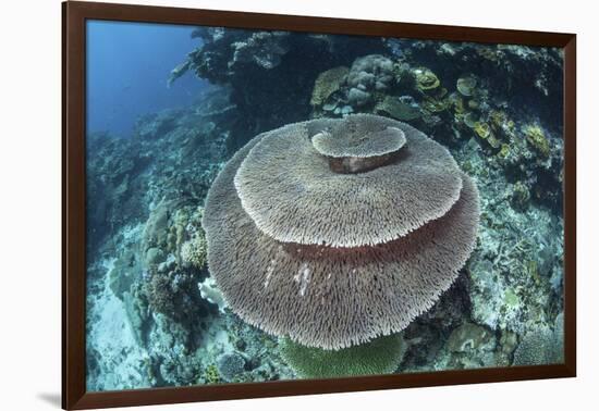 A Large Table Coral Grows on a Reef in Raja Ampat, Indonesia-Stocktrek Images-Framed Photographic Print