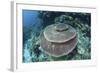 A Large Table Coral Grows on a Reef in Raja Ampat, Indonesia-Stocktrek Images-Framed Photographic Print