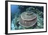 A Large Table Coral Grows on a Reef in Raja Ampat, Indonesia-Stocktrek Images-Framed Photographic Print