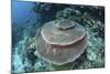 A Large Table Coral Grows on a Reef in Raja Ampat, Indonesia-Stocktrek Images-Mounted Photographic Print