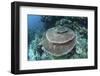 A Large Table Coral Grows on a Reef in Raja Ampat, Indonesia-Stocktrek Images-Framed Photographic Print