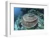 A Large Table Coral Grows on a Reef in Raja Ampat, Indonesia-Stocktrek Images-Framed Photographic Print