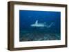 A Large Tawny Nurse Shark on a Deep Fijian Reef-Stocktrek Images-Framed Photographic Print