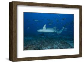 A Large Tawny Nurse Shark on a Deep Fijian Reef-Stocktrek Images-Framed Photographic Print