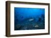 A Large Tawny Nurse Shark Swims Past Divers at the Bistro Dive Site in Fiji-Stocktrek Images-Framed Photographic Print