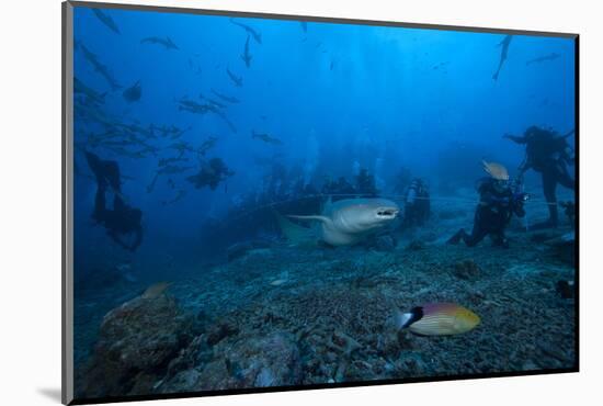 A Large Tawny Nurse Shark Swims Past Divers at the Bistro Dive Site in Fiji-Stocktrek Images-Mounted Photographic Print