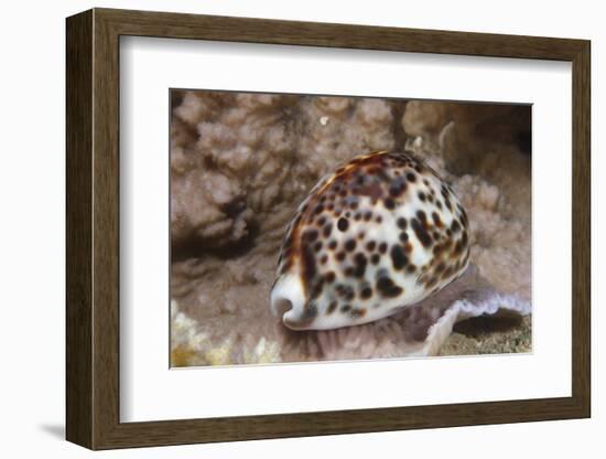 A Large Tiger Cowrie, Fiji-Stocktrek Images-Framed Photographic Print