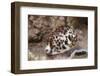 A Large Tiger Cowrie, Fiji-Stocktrek Images-Framed Photographic Print