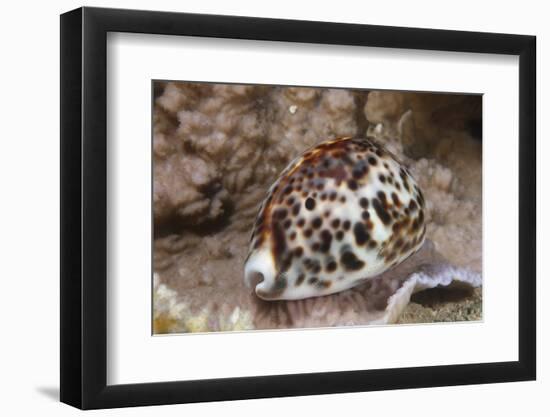 A Large Tiger Cowrie, Fiji-Stocktrek Images-Framed Photographic Print