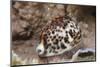 A Large Tiger Cowrie, Fiji-Stocktrek Images-Mounted Photographic Print