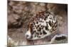 A Large Tiger Cowrie, Fiji-Stocktrek Images-Mounted Photographic Print