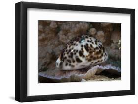 A Large Tiger Cowrie, Fiji-Stocktrek Images-Framed Photographic Print