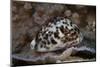 A Large Tiger Cowrie, Fiji-Stocktrek Images-Mounted Photographic Print