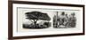 A Large Tree at Nukualofa, Tonga Islands (Left); a Tongan Village, Vavau, Tonga Islands (Right)-null-Framed Premium Giclee Print