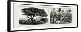 A Large Tree at Nukualofa, Tonga Islands (Left); a Tongan Village, Vavau, Tonga Islands (Right)-null-Framed Premium Giclee Print