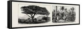 A Large Tree at Nukualofa, Tonga Islands (Left); a Tongan Village, Vavau, Tonga Islands (Right)-null-Framed Stretched Canvas