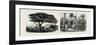 A Large Tree at Nukualofa, Tonga Islands (Left); a Tongan Village, Vavau, Tonga Islands (Right)-null-Framed Giclee Print