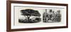 A Large Tree at Nukualofa, Tonga Islands (Left); a Tongan Village, Vavau, Tonga Islands (Right)-null-Framed Giclee Print