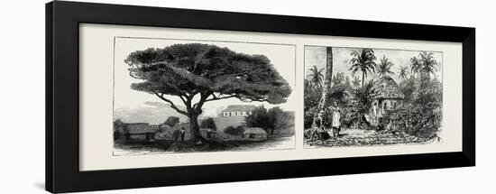 A Large Tree at Nukualofa, Tonga Islands (Left); a Tongan Village, Vavau, Tonga Islands (Right)-null-Framed Giclee Print