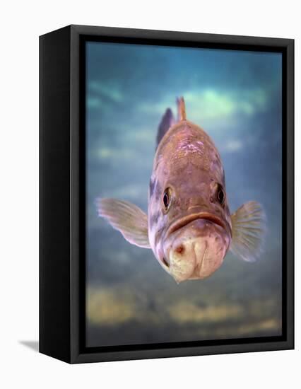 A Largemouth Bass Faces Off with the Underwater Photographer-Stocktrek Images-Framed Stretched Canvas