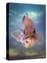 A Largemouth Bass Faces Off with the Underwater Photographer-Stocktrek Images-Stretched Canvas