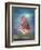 A Largemouth Bass Faces Off with the Underwater Photographer-Stocktrek Images-Framed Photographic Print