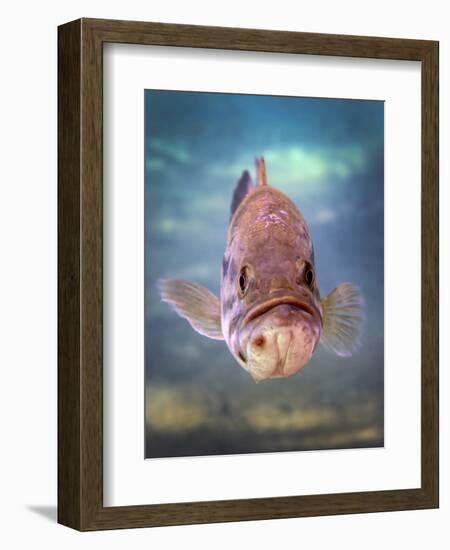 A Largemouth Bass Faces Off with the Underwater Photographer-Stocktrek Images-Framed Photographic Print