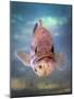 A Largemouth Bass Faces Off with the Underwater Photographer-Stocktrek Images-Mounted Photographic Print