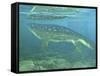 A Late Devonian Period Ichthyostega Submerged in a Floodplain-Stocktrek Images-Framed Stretched Canvas