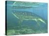 A Late Devonian Period Ichthyostega Submerged in a Floodplain-Stocktrek Images-Stretched Canvas