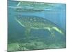 A Late Devonian Period Ichthyostega Submerged in a Floodplain-Stocktrek Images-Mounted Photographic Print