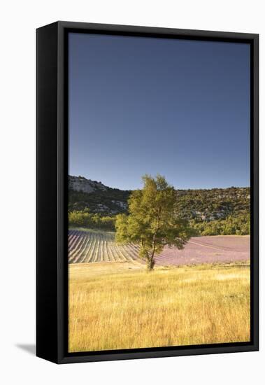 A Lavender Field Near to Apt, Vaucluse, Provence, France, Europe-Julian Elliott-Framed Stretched Canvas