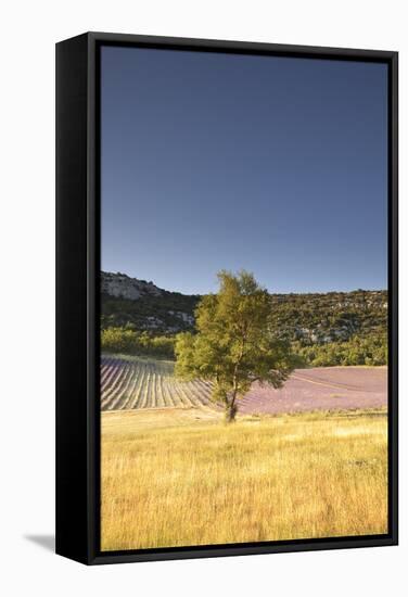 A Lavender Field Near to Apt, Vaucluse, Provence, France, Europe-Julian Elliott-Framed Stretched Canvas