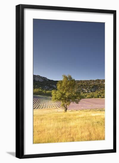 A Lavender Field Near to Apt, Vaucluse, Provence, France, Europe-Julian Elliott-Framed Photographic Print