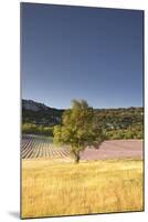 A Lavender Field Near to Apt, Vaucluse, Provence, France, Europe-Julian Elliott-Mounted Photographic Print