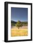 A Lavender Field Near to Apt, Vaucluse, Provence, France, Europe-Julian Elliott-Framed Photographic Print