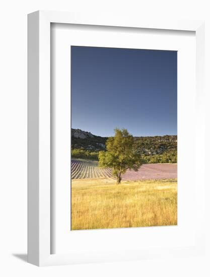 A Lavender Field Near to Apt, Vaucluse, Provence, France, Europe-Julian Elliott-Framed Photographic Print