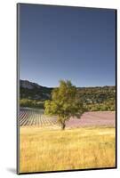 A Lavender Field Near to Apt, Vaucluse, Provence, France, Europe-Julian Elliott-Mounted Photographic Print