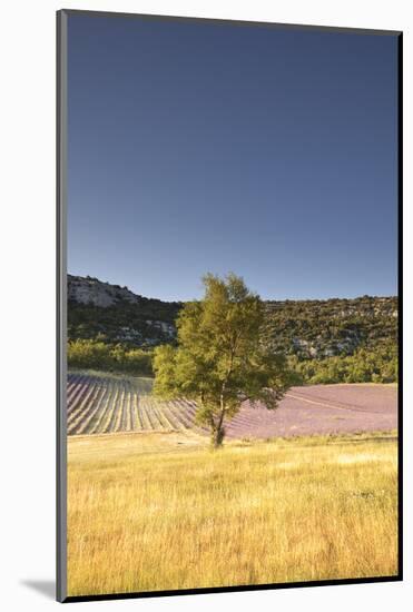 A Lavender Field Near to Apt, Vaucluse, Provence, France, Europe-Julian Elliott-Mounted Photographic Print