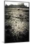 A Layer of Mud Dries Then Cracks under a Desert Throughout the West - Moab, Utah-Dan Holz-Mounted Photographic Print