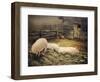A Lazy Day-Kevin Dodds-Framed Premium Giclee Print
