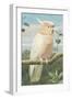 A Leadbetter's Cockatoo (W/C)-Henry Stacey Marks-Framed Giclee Print