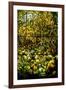A Leaded Glass Window of a Woodland Scene-Tiffany Studios-Framed Giclee Print