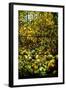 A Leaded Glass Window of a Woodland Scene-Tiffany Studios-Framed Giclee Print