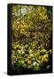 A Leaded Glass Window of a Woodland Scene-Tiffany Studios-Framed Stretched Canvas